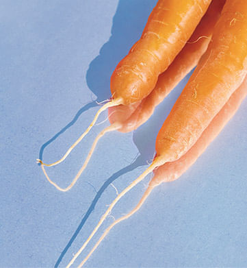 Banner Ingredientes Waso Skincare Banner Ingredientes Waso Skincare
